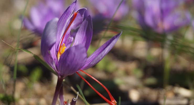 Saffron Extract May Help Menopause Symptoms 
