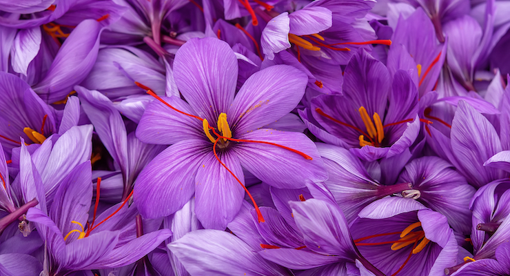 Saffron Extract May Benefit Sleep Quality by Increasing Natural Production of Melatonin 