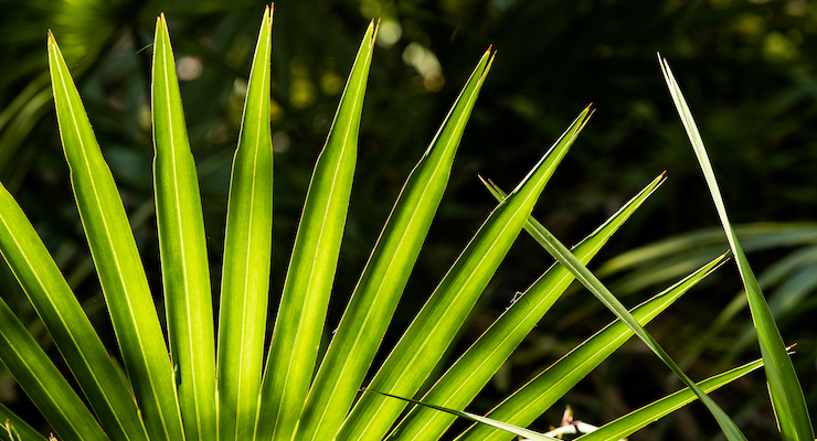 ABC’s HerbalGram Publishes Review on History of Saw Palmetto Use 