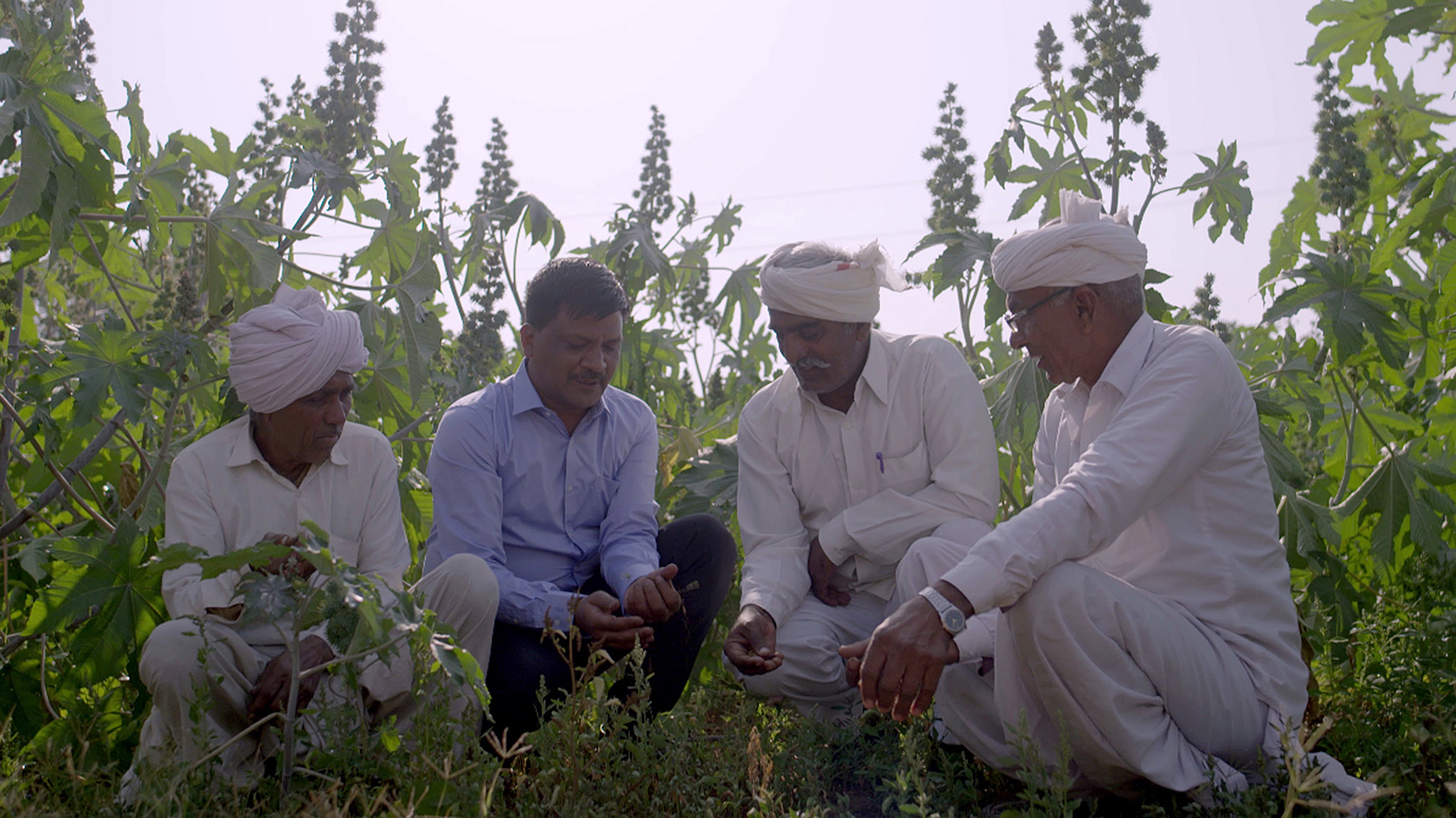BASF and its Partners Publish Results for ‘Pragati’, World’s First Sustainable Castor Bean Program