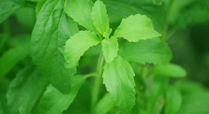Codex Alimentarius Approves New Stevia Extraction Technologies 