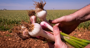 Aged Black Garlic Extract May Help Reduce Diastolic Blood Pressure 