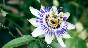 Patent Awarded for Cosmetic with Passionflower Extract and Edelweiss Cells