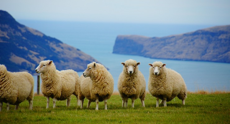 Frezzor New Zealand Launches Vitamin D3 Sourced from Sheep’s Wool 