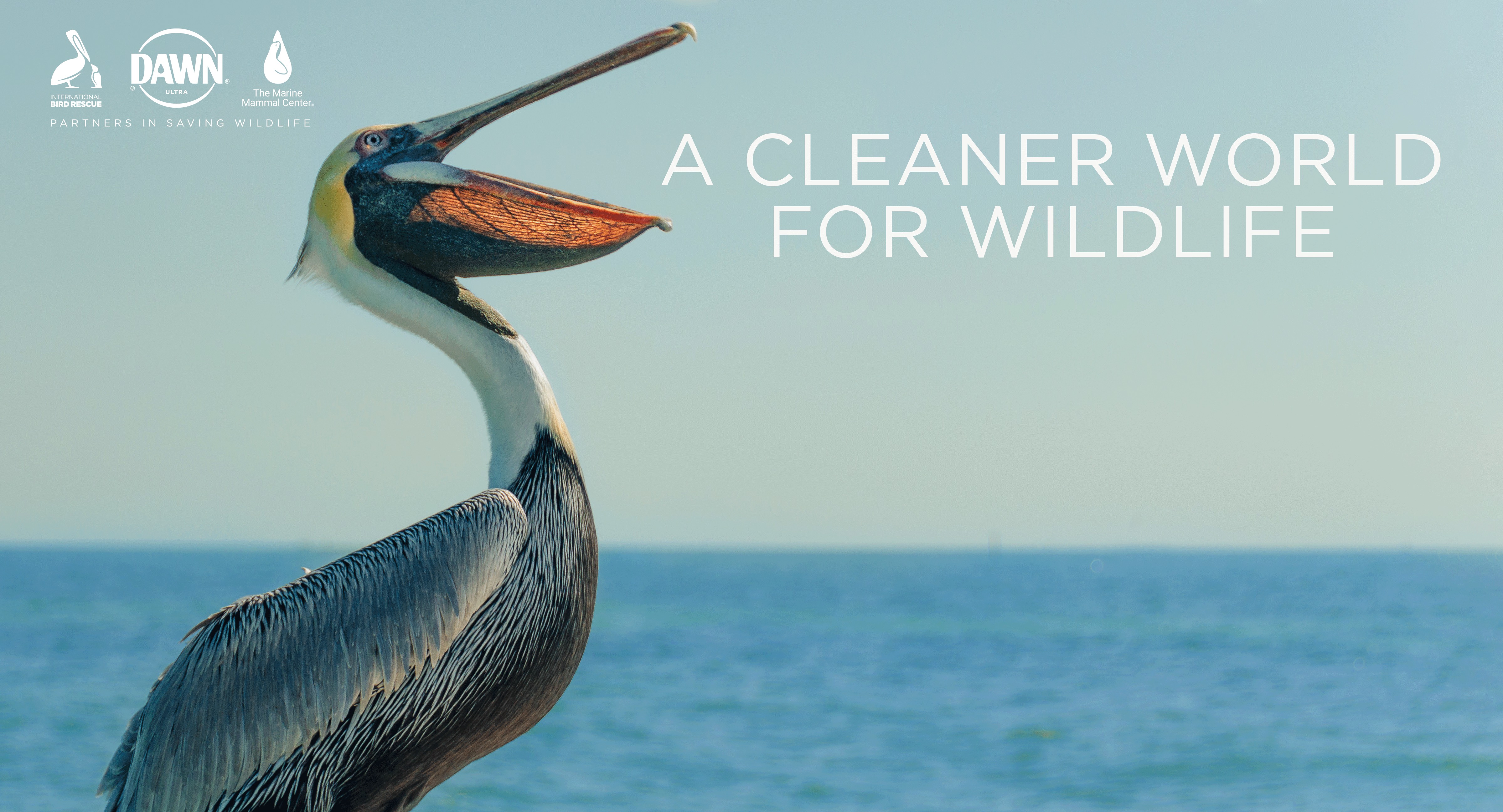 Dawn Dish Soap Launches New Initiatives To Help Save Wildlife | HAPPI