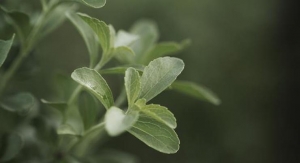 Cargill’s Stevia Sustainability Program Benchmarked by FSA