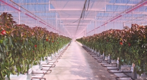 ams OSRAM Introduces New Horticulture LEDs