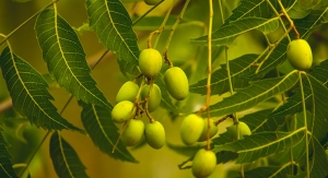 The Power of  Neem in Personal Care Formulas