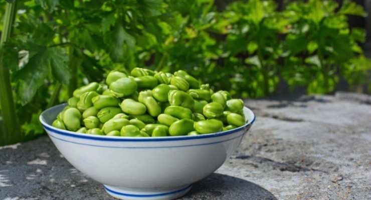 Roquette Launches Nutralys Range of Organic, Texturized Pea and Fava Proteins 
