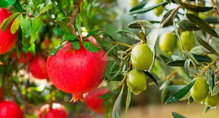 Olive/Pomegranate Extract May Improve Dyslipidemia 