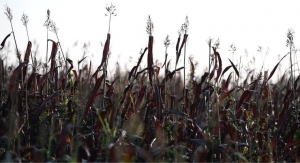 RedLeaf Plants Over 300 Acres of Sorghum Crop Across Central Kentucky 