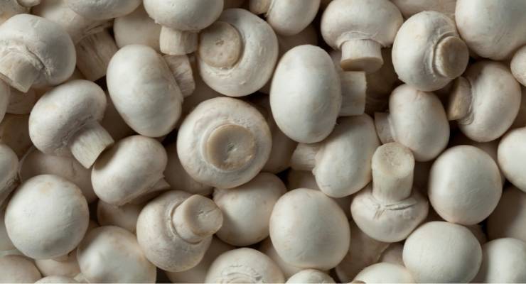 FDA Issues ‘No Questions’ Letter for Chiber Mushroom Fiber Preservative