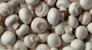 FDA Issues ‘No Questions’ Letter for Chiber Mushroom Fiber Preservative