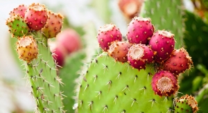 Odor Elimination with Prickly Pear Extract or Persimmon Juice