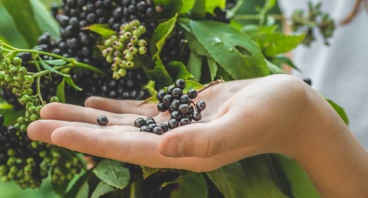 PLT to Supply Traceable, Standardized Organic Elderberry Extract 