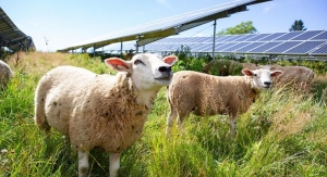 Growing Plants, Power, and Partnerships Through Agrivoltaics