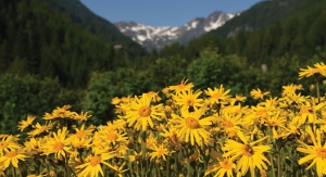 Arnica Montana Flower Extract Reduces Appearance of Aging