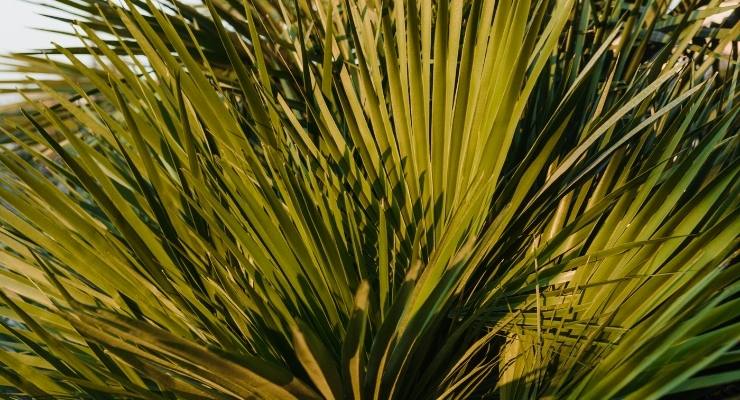 Consensus Statement: Saw Palmetto Extract Reduces Prostate Inflammation