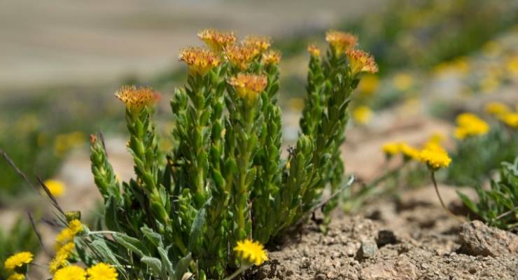 PLT to Introduce Cultivated Rhodiola Rosea Ingredient in North America 