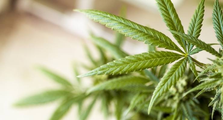 Study Backs Efficacy of Cannabis-Derived BCP Ingredient 