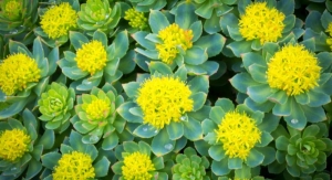 PLT Launches Water-Soluble Form of Rhodiola Extract 