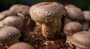 Shiitake Mushroom Extract Appears Helpful in HPV Infections 