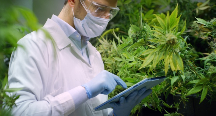 Identiv Finds Opportunities for RFID in the Cannabis Market