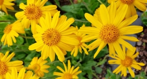 Botanical Adulterants Prevention Program Publishes Bulletin on Arnica Flowers 