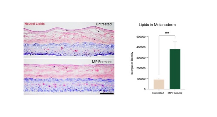 Macrocystis Pyrifera Ferment Supports Skin’s Intrinsic Lipids That Reinforce Barrier, Enhance Repair