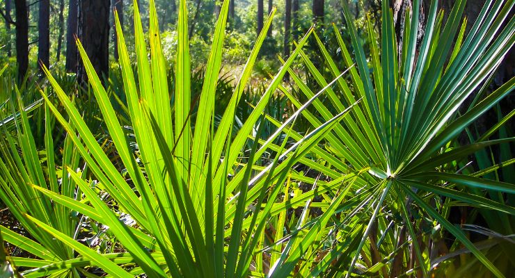 Preclinical Study Establishes Mechanism of Action of Novel Saw Palmetto Extract 