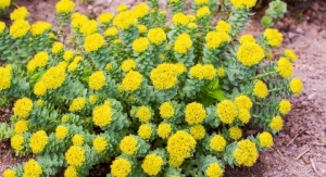 Jiaherb Receives CITES Certification for Rhodiola Rosea 