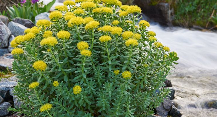 PLT Now Offers CITES-Compliant Rhodiola Rosea in North America 