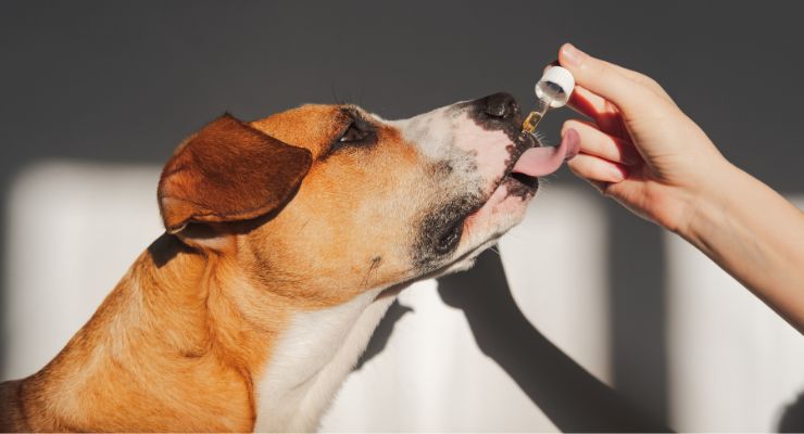 CBD, Other Cannabinoids Well-Tolerated Among Healthy Dogs: Study Commissioned by NASC