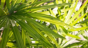 Clinical Study Demonstrates Vi-spo™ is More Effective Than Traditional Saw Palmetto Extract