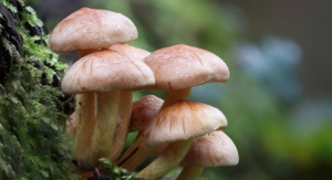 Nammex Citizen Petition Requests Mushroom Labeling Requirements 
