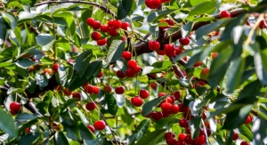 Artemis International Expands Line of Tart Cherry Extracts