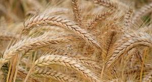 Beneo Launches New Barley Beta-Glucans Ingredient 