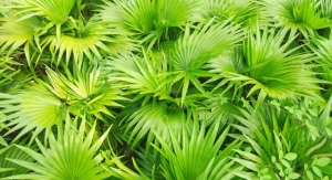 Saw Palmetto Extract Quality on the Market is Highly Variable: Study
