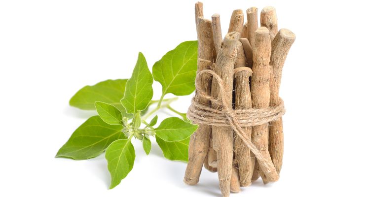 Ashwagandha Extract Linked to Mood and Cognitive Benefits in Several New Studies 