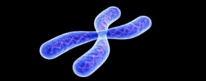 Protecting Cellular Telomeres with Omega Fatty Acids
