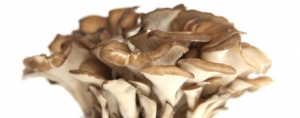 Mushrooms for Myelodysplastic Syndrome