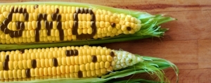 The Great GMO Debate