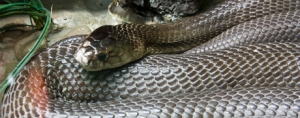 Social Media Lessons from the Bronx Zoo Cobra